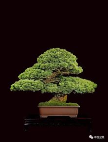 大阪松养护方法,大阪松是一种常绿针叶植物，具有独特的形态和特点，适合作为庭院或盆栽装饰