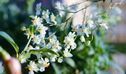 什么花四季开,四季开花的神奇之花