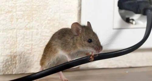 为什么你放的粘鼠板就是抓不到老鼠