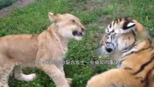 动物园狮子不见了,一看老虎园顿时笑出了声,镜头拍下全过程 