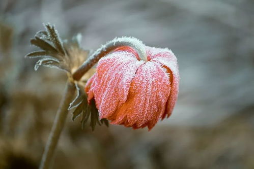 冬,是一场素雪的花开