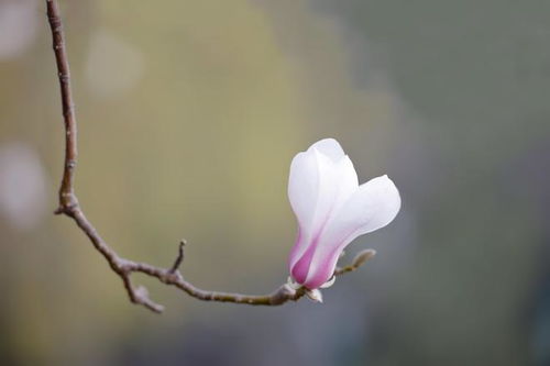 玉兰花开,你知道怎么拍好看吗,学这6个玉兰花摄影技巧吧