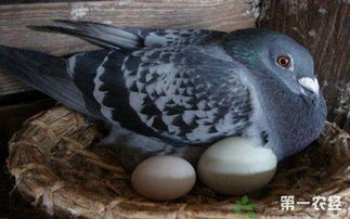 蛋鸽为什么不产蛋 蛋鸽不产蛋的主要原因