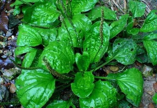 那些年吃过的野菜 农村真正的野味