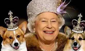 英国女王的狗,英国女王的狗什么品种