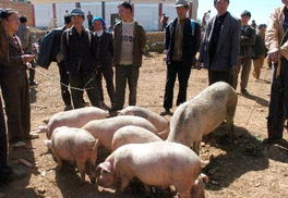 今年中国畜牧业发展状况如何?