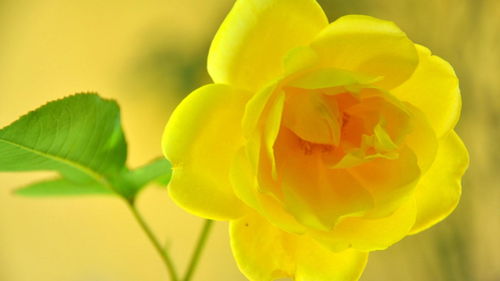 黄色玫瑰寓意和花语是什么含义,黄色玫瑰的寓意