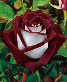 奥西利亚玫瑰花种,这花比月季还漂亮