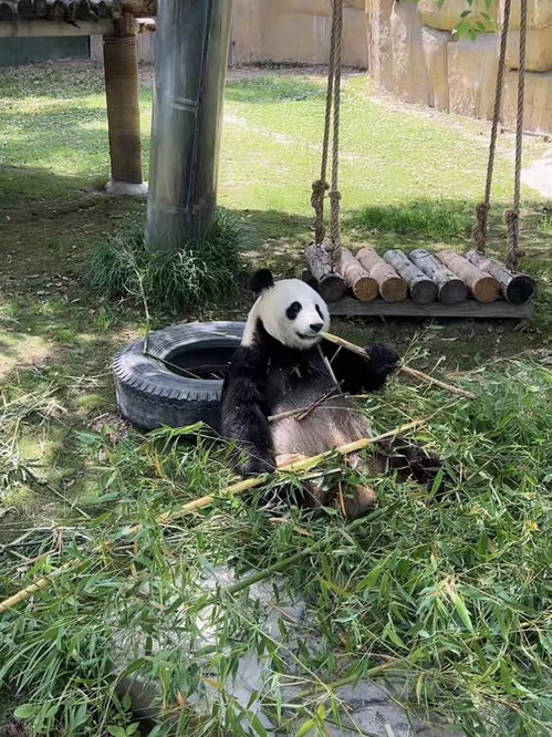 上海野生动物园已闭园72天,三百多人陪伴近万只动物,在直播间与游客见面