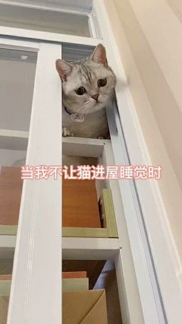 会说日语的小猫咪,太可爱了 