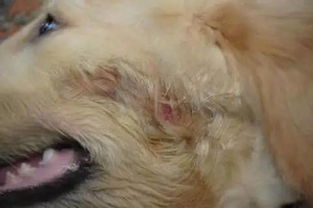 狗狗为什么在夏天容易得真菌皮肤病