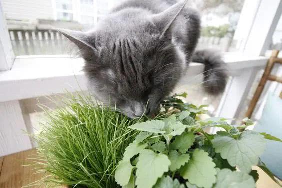 养猫家庭不配拥有植物 其实,这些植物可以有