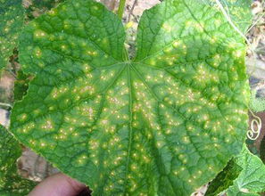 黄瓜靶斑病怎么防治,种植的黄瓜长了一些黄色小斑点，是怎么了呢，该如何防治