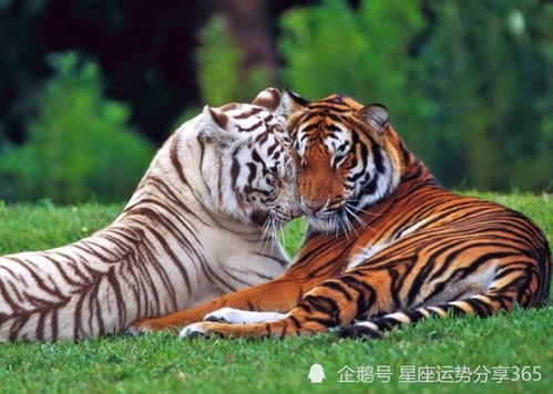 虎和虎属相合不合 两个属虎的在一起可以吗