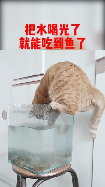 猫喜欢吃鱼,鱼却在水里 