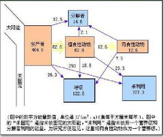 流向下一营养级的量就是下一营养级的同化量吗