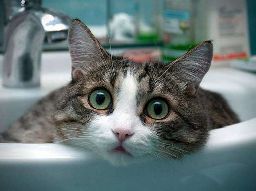 猫咪频繁 洗澡 存在5大隐患,长期下去会害了它