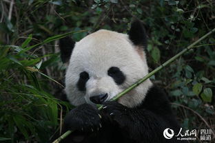 大熊猫为啥爱吃竹子 这个千古之谜终于有了官方解答 
