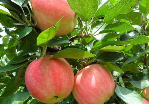 提高苹果产量,提高果实大小 着色程度以及甜度是前提