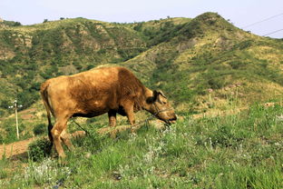 牛儿还在山坡吃草,放牛的却不知道哪去了