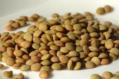 兵豆什么时候播种最好,滨豆和扁豆是一种吗？