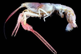 树龙虾长什么样子,揭秘树龙虾：神秘的海洋生物，颠覆你的想象！