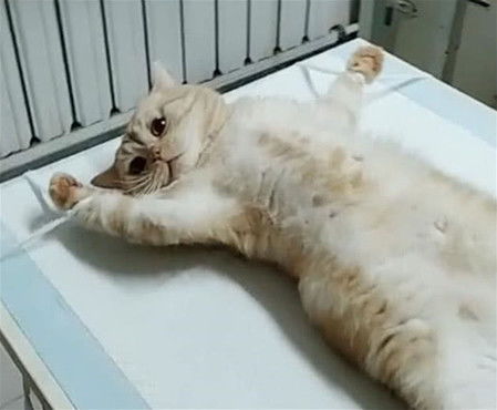 猫咪被主人哄骗做绝育,被绑在手术台上时懵了 铲屎的跟你没完