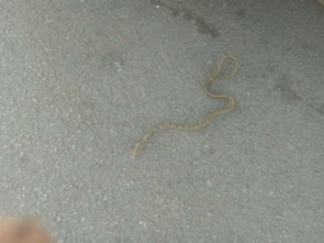 走在路边看到一条小蛇,这预示什么 
