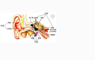 路骨迷路结构图 搜狗图片搜索