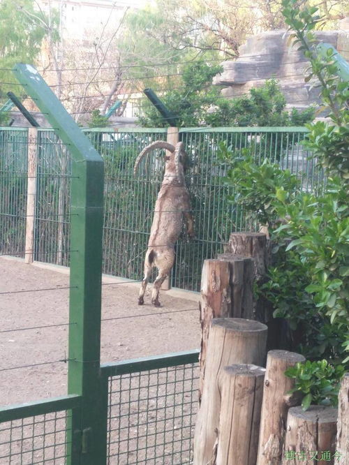 一座曾经的皇家园林现在的动植物圣地,今年第二次探访北京动物园