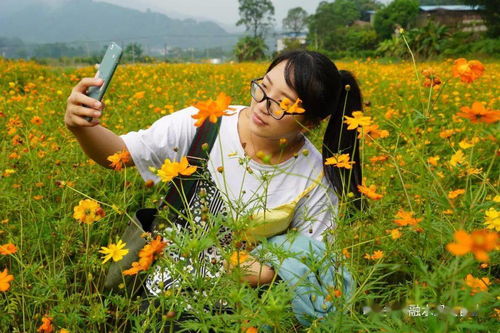 格桑花的生长变化,格桑花的生长环