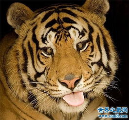 世界最丑老虎,真是有辱百兽之王的称号 