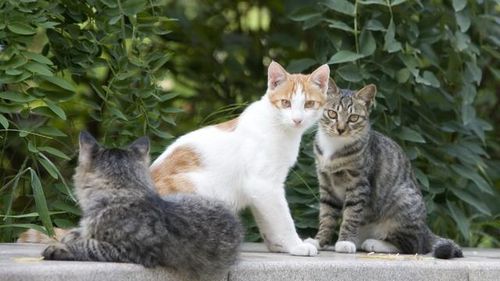 你了解猫咪对维生素的需求吗