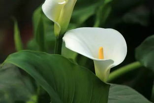 白掌的花为什么变绿了,在水里种植的一帆风顺开花后花由白色变为绿色，是什么原因？