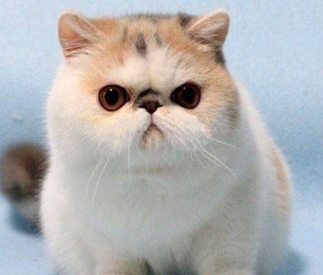 谷宝科技 给宠物猫美容所要知道的小知识