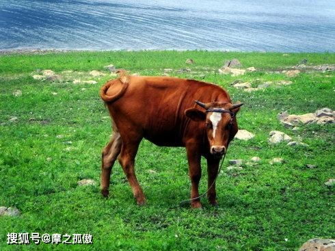 属牛人出生在不同的季节,有着不一样的财运