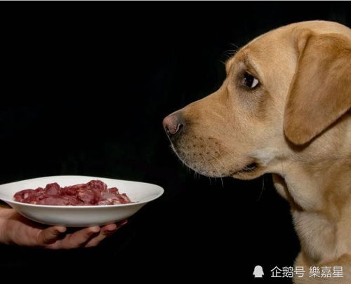 不能给爱犬吃的食物.