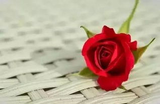 玫瑰花寓意生活的句子,玫瑰花开，寓意生活的美好与期待