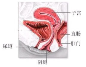 阴道滴虫病诊断依据详细分析