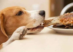 狗奴必备知识点,狗狗的健康喂食规律,小本本记起来