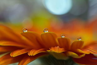 花与水滴的微距摄影 米粒分享网 Mi6fx Com