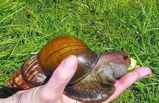 千万别碰 福州惊现非洲大蜗牛,不能吃还会传染疾病,还有