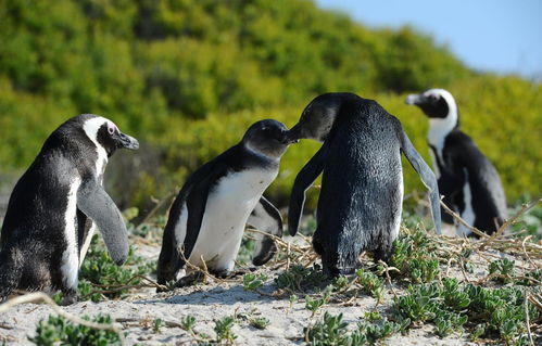企鹅被认定为最佳 生物档案馆 ,科学家欲以此追踪南极环境变化
