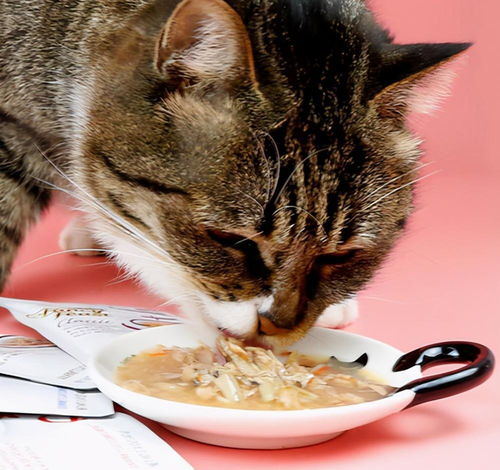 猫咪肠胃不好吃什么食物