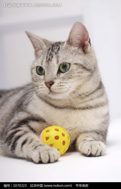 小球和猫咪图片免费下载 红动网 