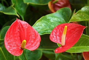 红鹤花怎么养,仙鹤花的特征。