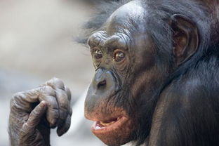 怎样才能合法养一只猩猩 