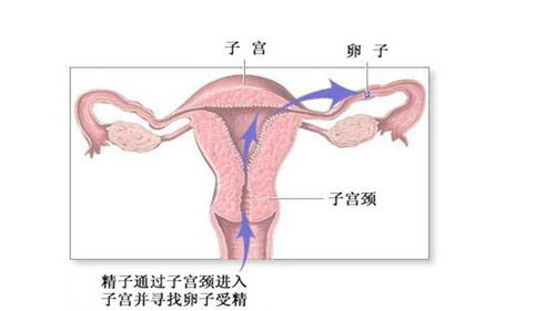 做无痛人流的真实感受,揭示无痛人流的真相