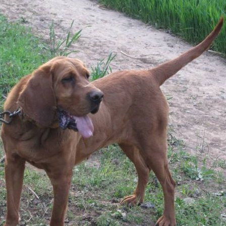 寻血猎犬,世界上最好的追踪犬,可追踪超过14天的气味