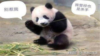 一个人能打赢一只可爱的大熊猫吗 做梦